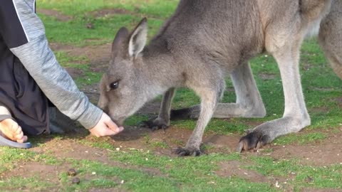 10 Cutest Exotic Animals In The World