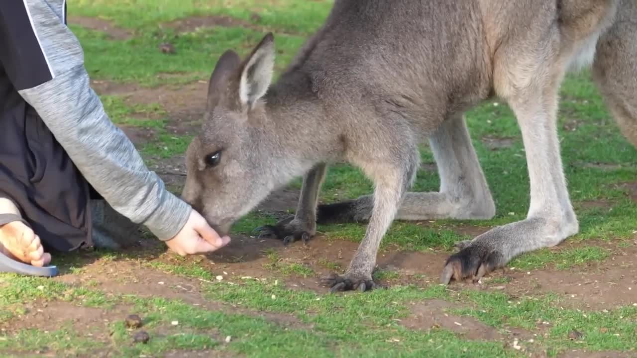 10 Cutest Exotic Animals In The World