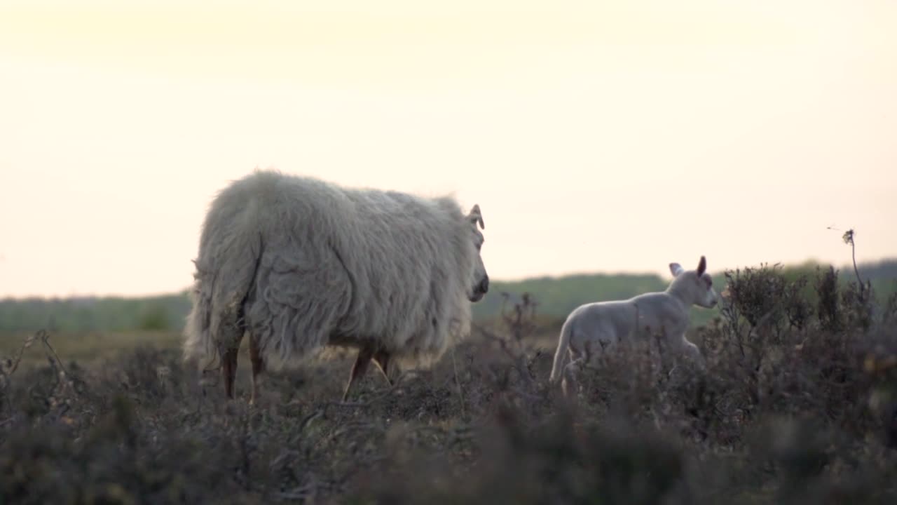 Roaming Lamb in the Wild