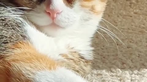 funny,soo funny cat,cats,Tik Tok,tiktok