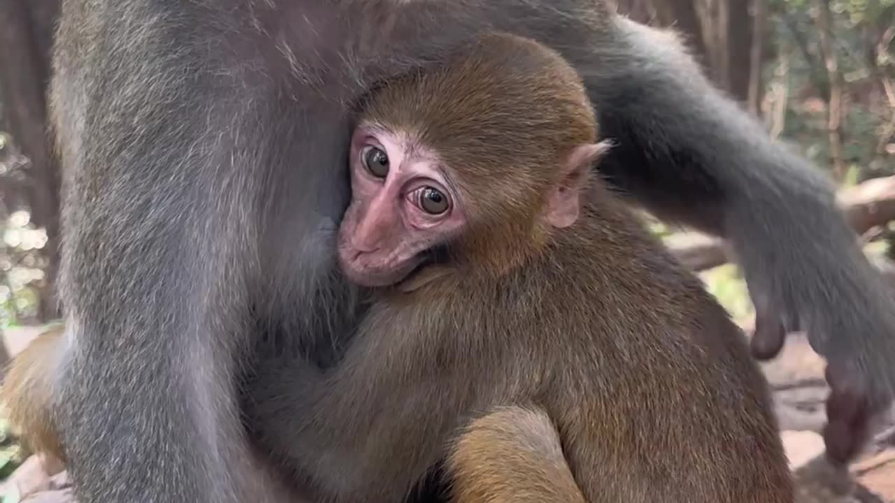 This is shy monkey