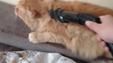 Kitty Enjoys Getting Groomed by Vacuum