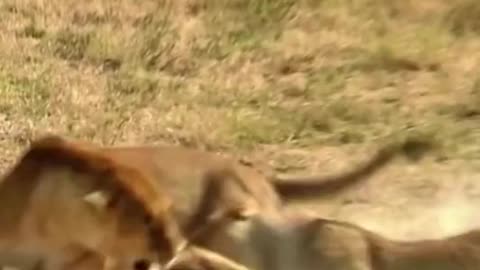 Hyenas trying to get their prey back are mobbed by lions