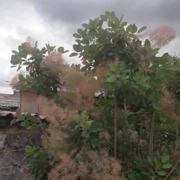 Skumpia - bush flower