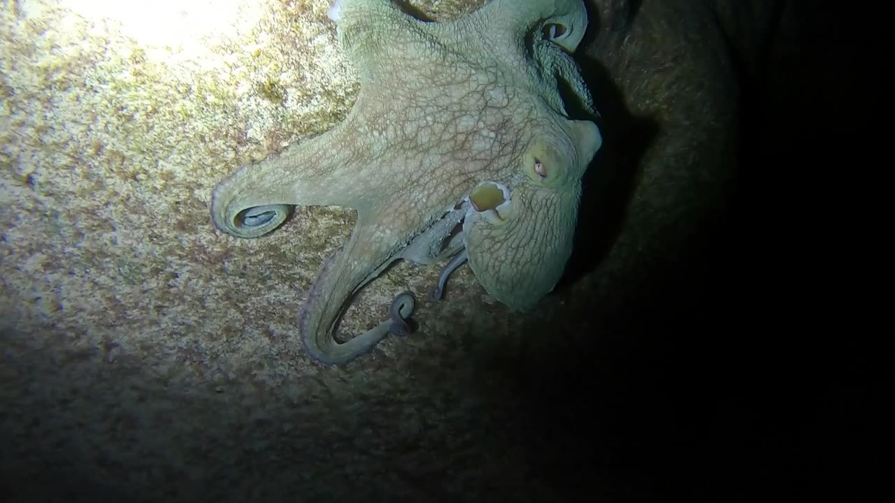 Freedive at night in Bermuda!