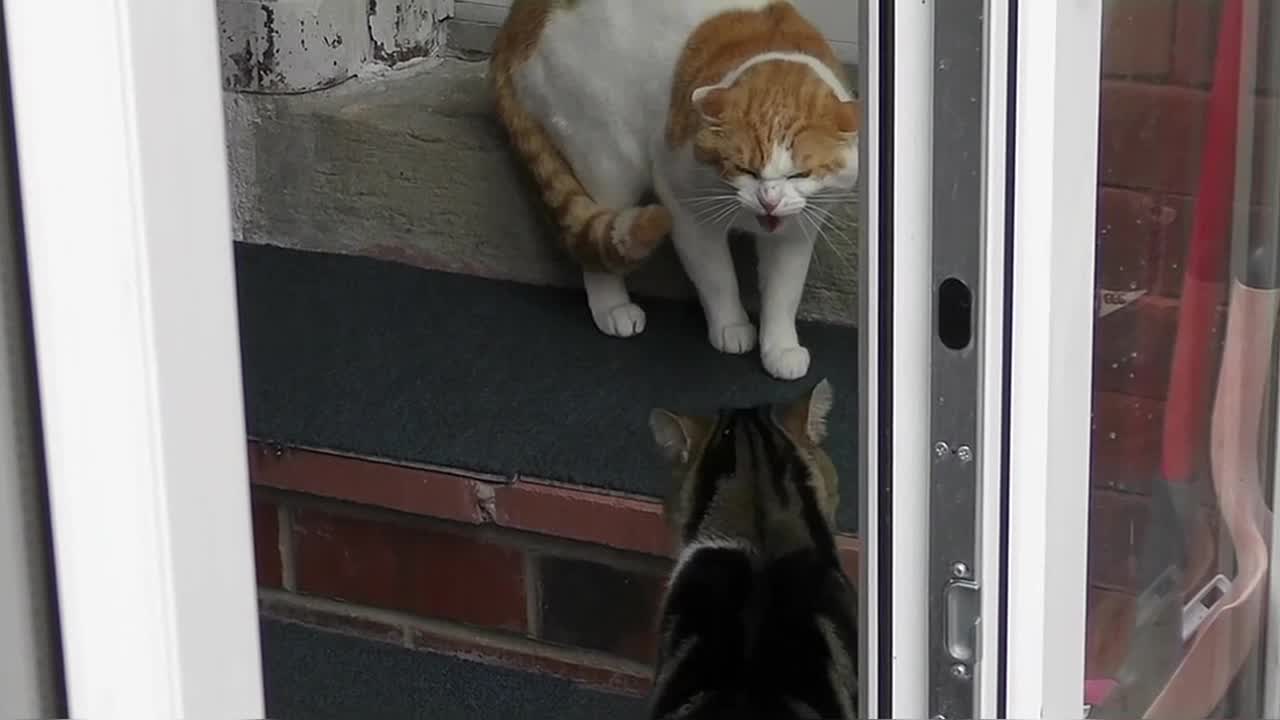 Craziest Cat Fights