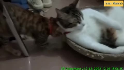 animals life cute funny cat funny cats funny dogs cute videos cute animals