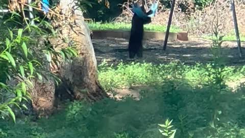 Bear Cubs Play on Swing Set