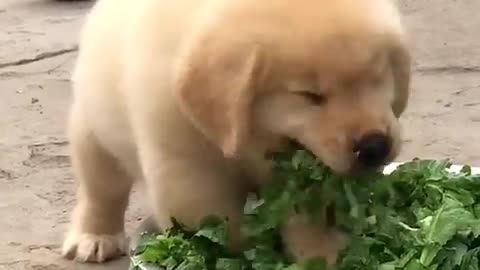 Cute puppy 🐶 eating vegitable