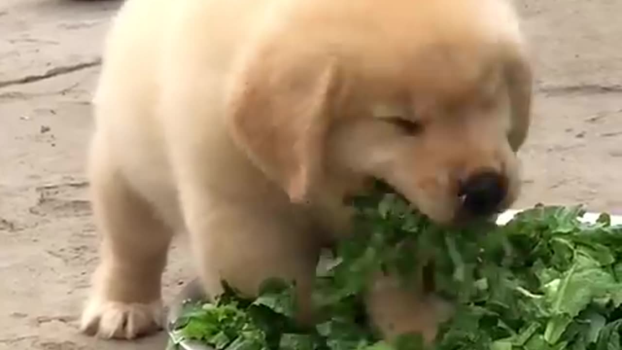 Cute puppy 🐶 eating vegitable