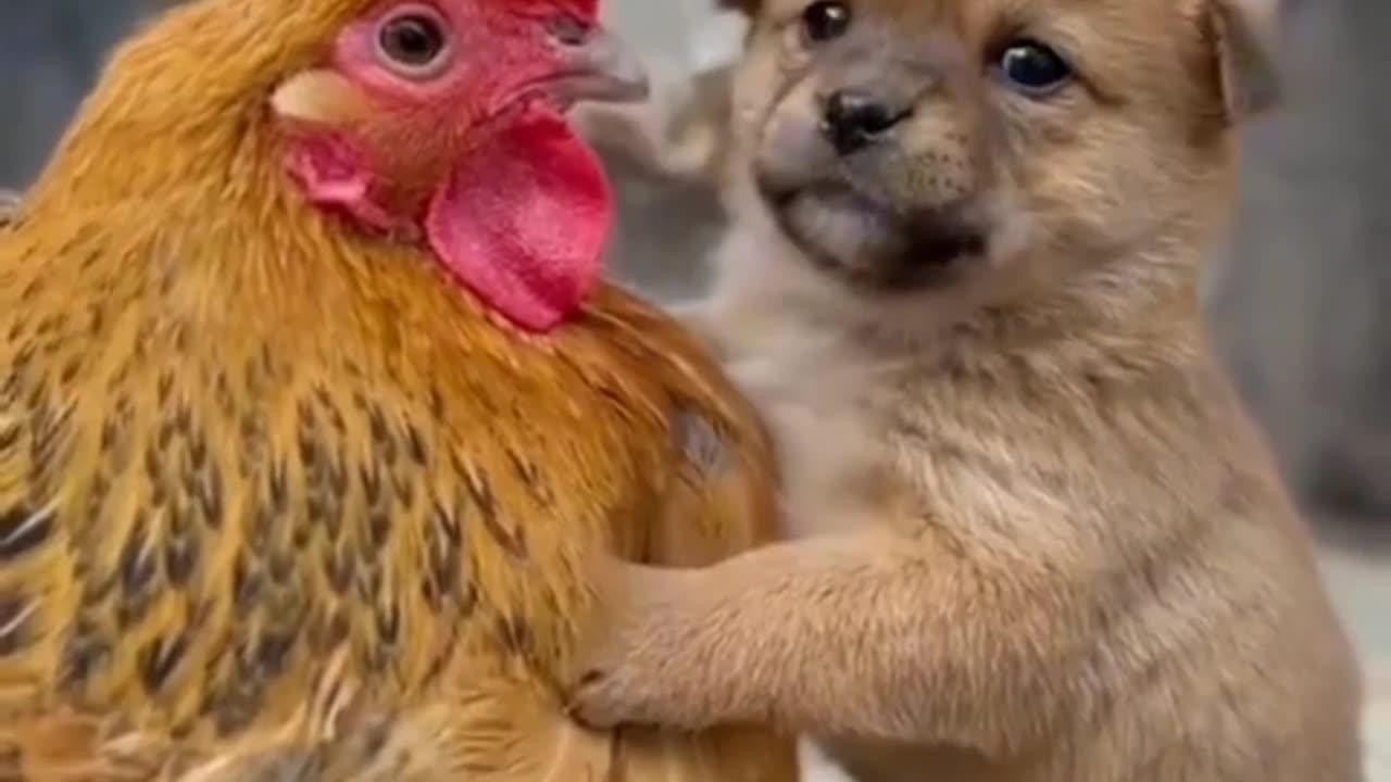 Dog Love