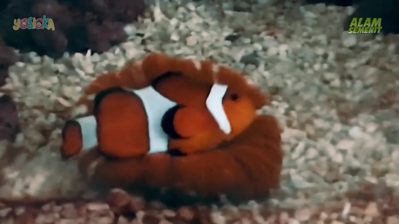 bagaimana ikan tidur ?