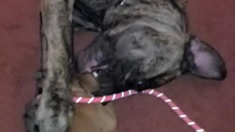 Cane Corso vs Boxer