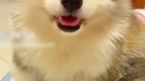 Funny dogy😄🐕