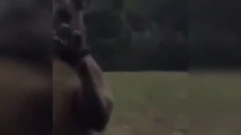 Unexpected animal attacks