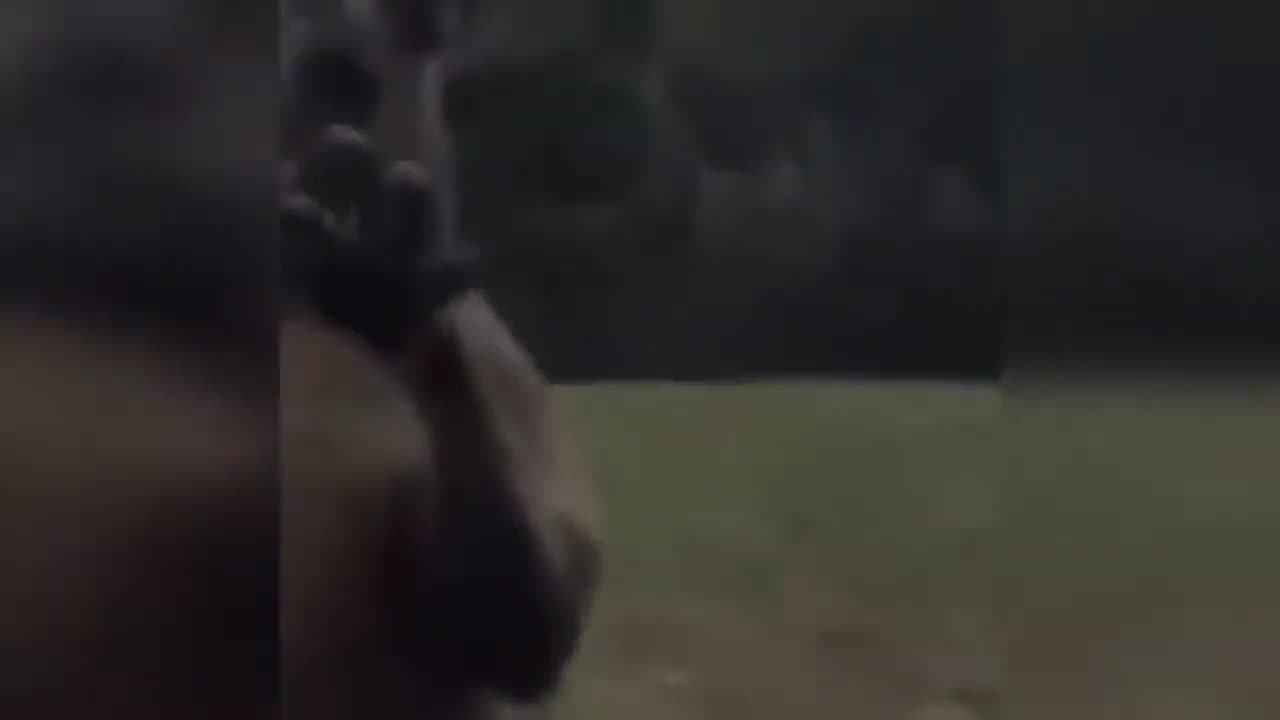 Unexpected animal attacks