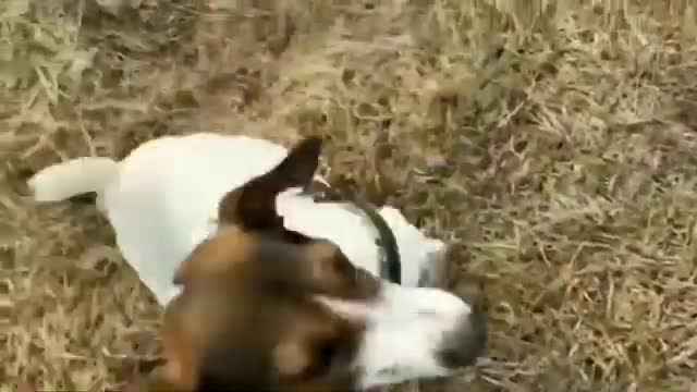 Ana RIch Dogs !! #youtube #knowledge #dangerous #doyouknow ??