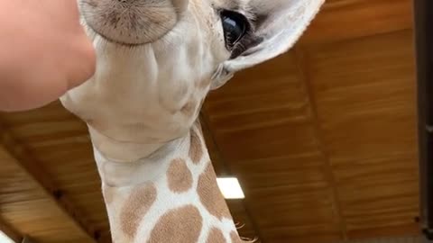 Giraffe || Funny || Animals