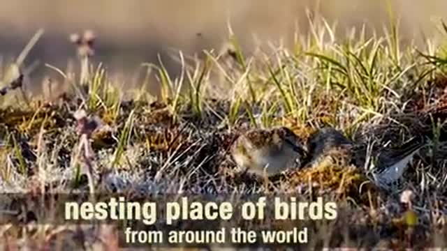 Arctic Refuge_ Arctic Virtual Bird Fest 2021 short_1