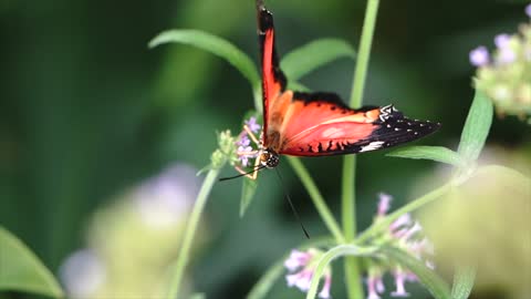 Butterfly,Butterfly video,Animal,Animal video