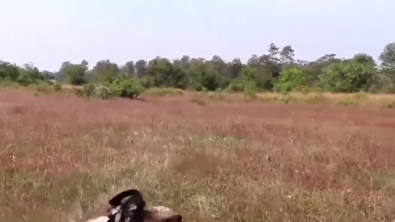 SERANGAN AYAM KE BURUNG ELANG