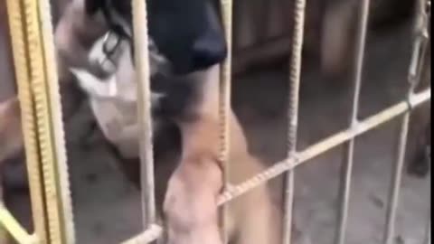 Very Funny Video 😄😄😄