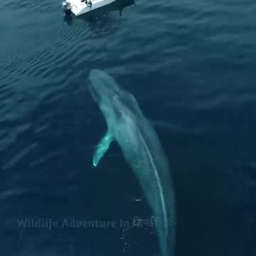 Wale attack on boat😱