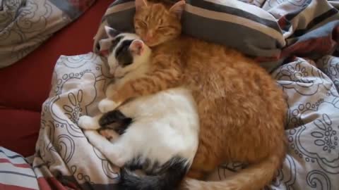 Funniest Cats - Don't try to hold back Laughter