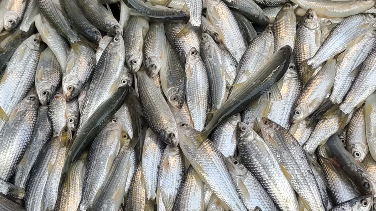 Tatkini Fish Nice Video In Fish Market Bangladesh