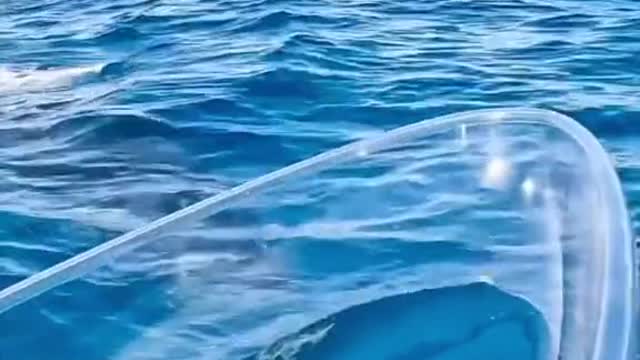 A whale came up to his kayak
