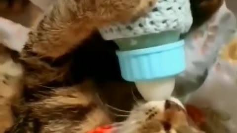 Cute cat video | Kittens fun