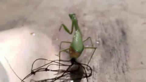 Worms Coming Out Of Mantis! 😨