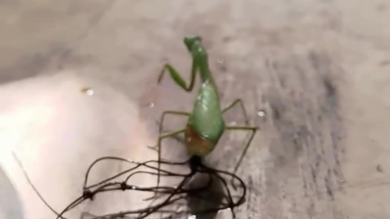 Worms Coming Out Of Mantis! 😨