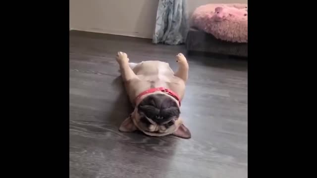 Cute and Funny Cat Dog