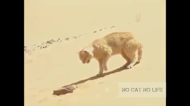 cat fight with snake