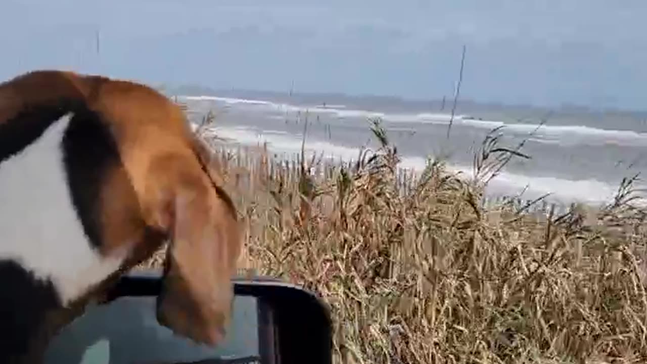 Yeah, Bo knows that he has it made #beagleslife #lovedogs #oceanview #shorts