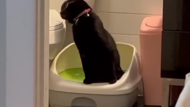 Lovely fun with my cat