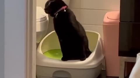 Lovely fun with my cat