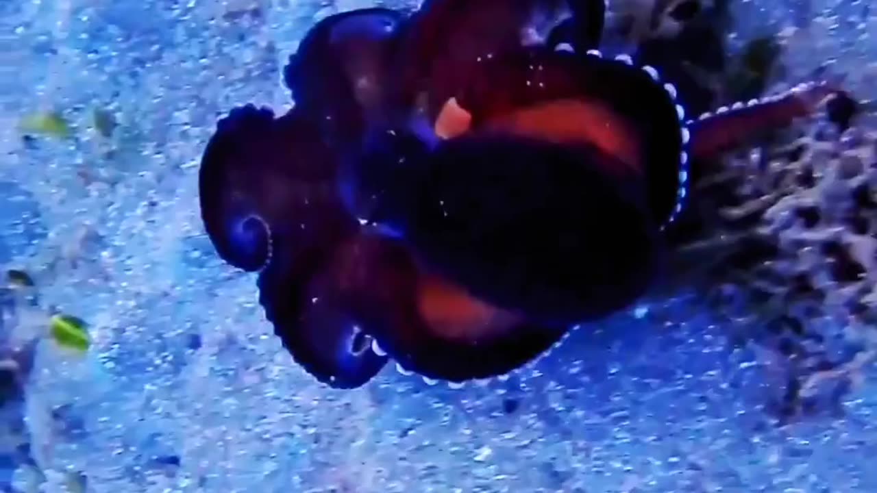 Octopus a alien breed