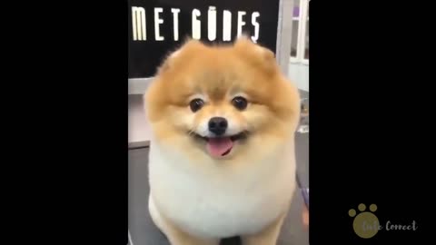 Super cute funny puppies video