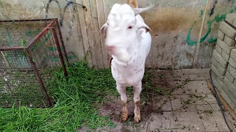 My cute goat