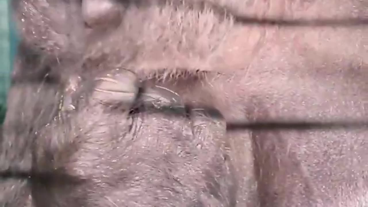 Finger lickingly good cucumber! #gorilla #asmr