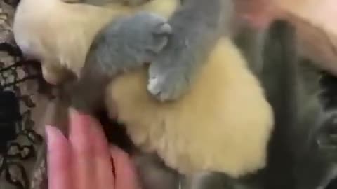 Funny animals videos