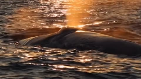 A Blue Whale surfacing at sunset!