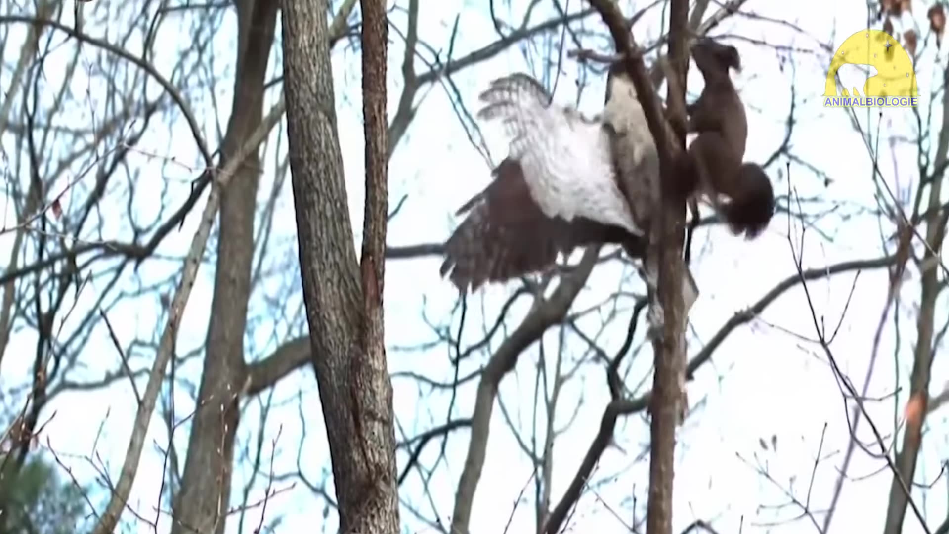 Top 7 Deadliest Eagle Attacks Caught On Camera
