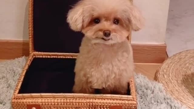 Miso🐻 Ara🐩(Toypoodle) #킴미소#이아라#토이푸들#푸들#틱톡#tiktok#강아지#プードル #トイプードル#펫스토리#마이펫#주간베스트@tiktok_kr#스타펫오디션#반려동물