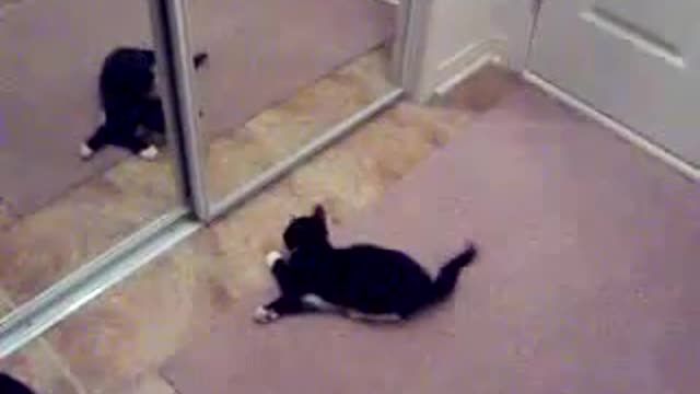 LOL! Kitten Attacks Mirror