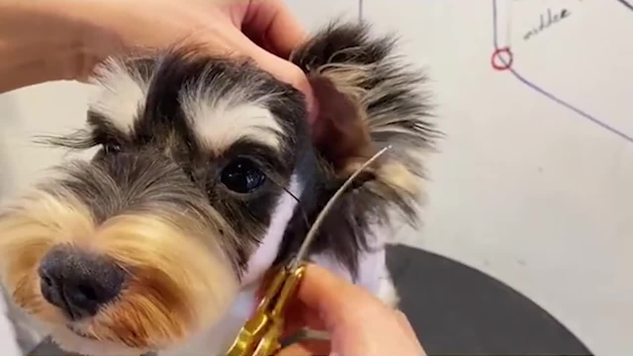 Cute Schnauzer Dog Grooming, Schnauzer Puppy Grooming - Puppy Groomy