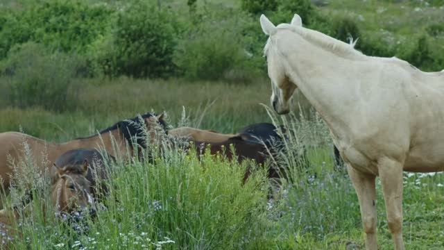 Friendly Horse Comes Inside The House To Chill With Owner