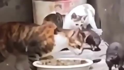 Everything has really changed... before cats drive away mice, now mice rule